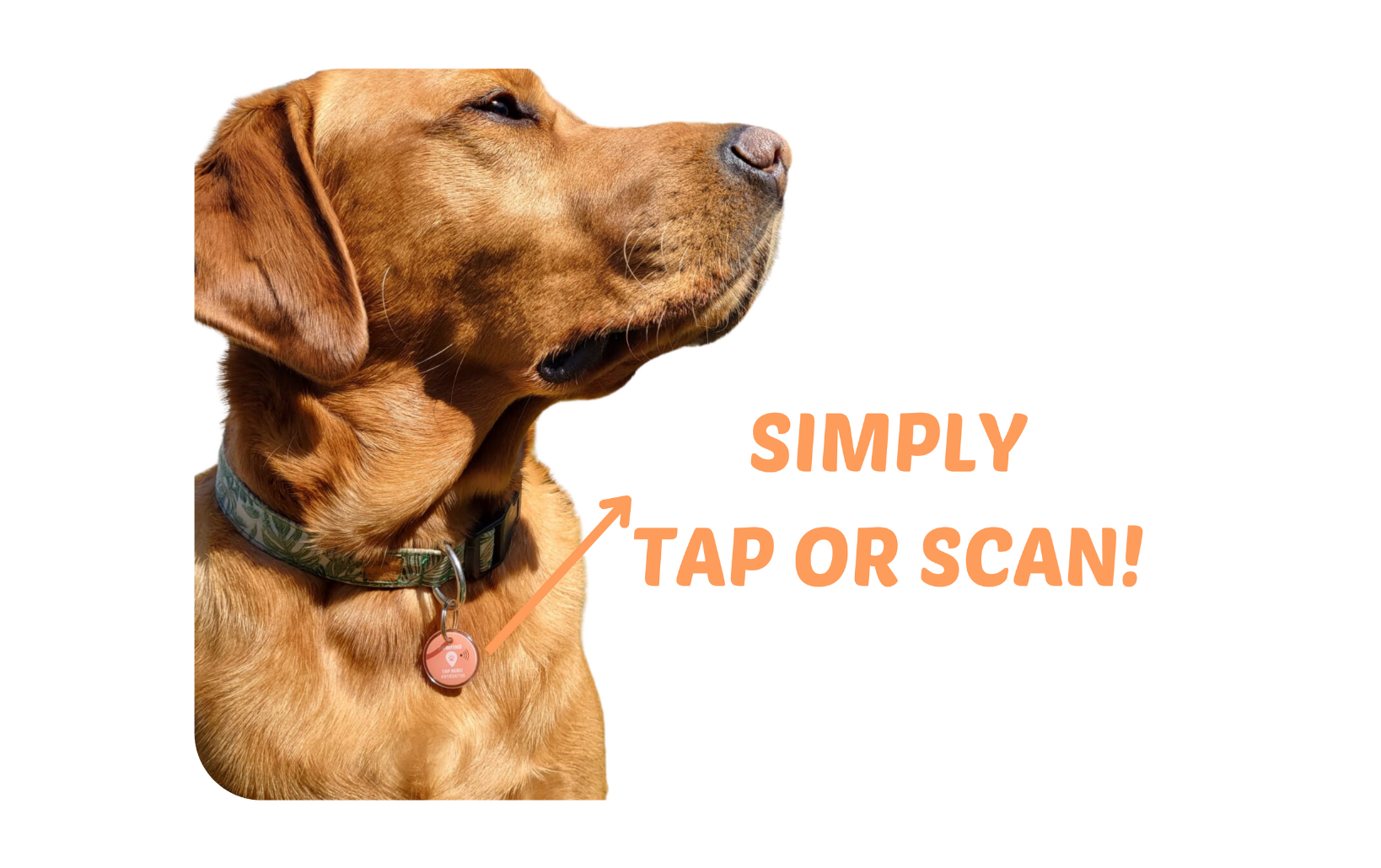 Pawfind Login - Access Your Pet Management Portal