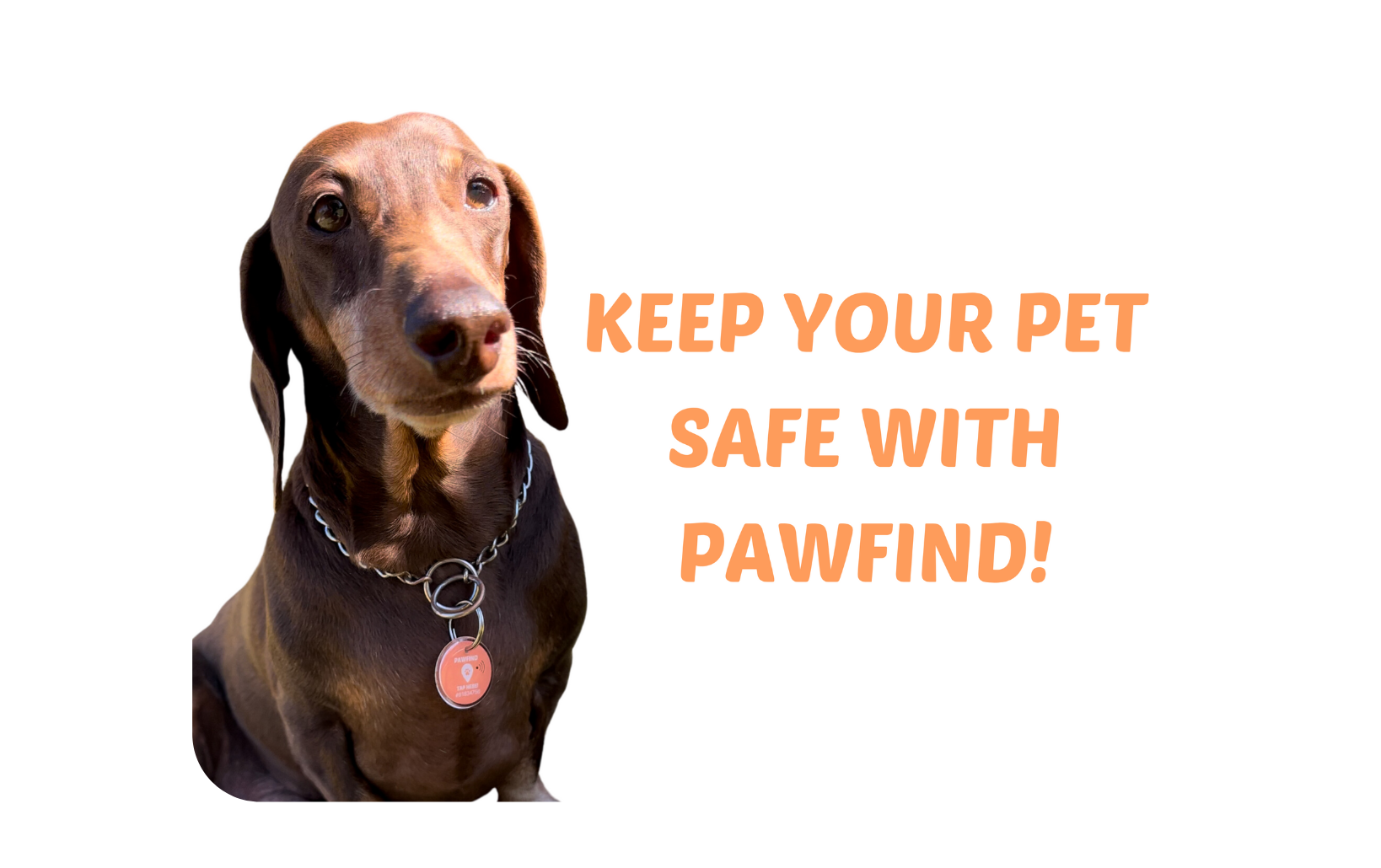 Pawfind Registration - Create Your Smart Pet Tag Account